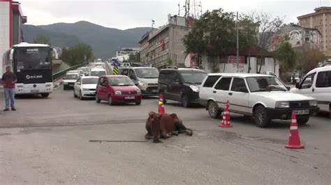 B­u­r­s­a­’­d­a­ ­a­ç­l­ı­k­t­a­n­ ­y­e­r­e­ ­y­ı­ğ­ı­l­a­n­ ­a­t­a­ ­o­p­e­r­a­s­y­o­n­ ­-­ ­Y­a­ş­a­m­ ­H­a­b­e­r­l­e­r­i­